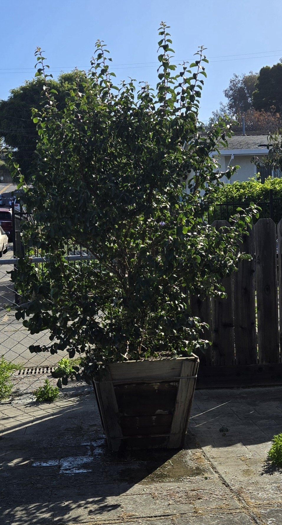 Photo of the plant species Tuscarora Crape Myrtle by @SmartBlueprince named Bodhi on Greg, the plant care app