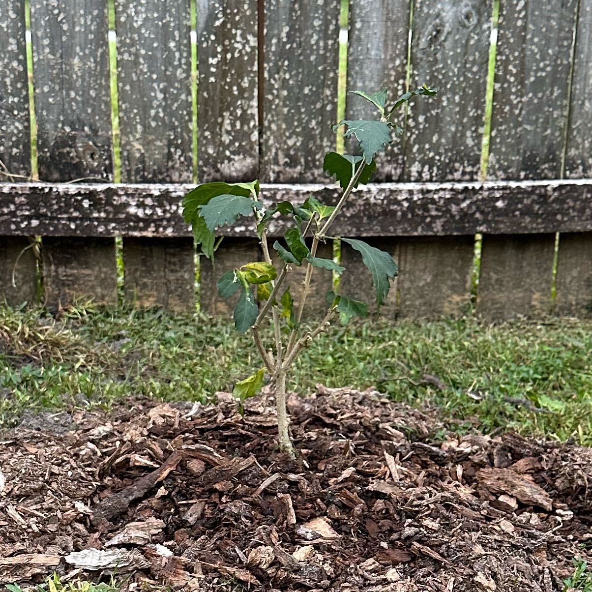 Photo of the plant species Hibiscus by @FirstParsley named Morgan Treeman on Greg, the plant care app