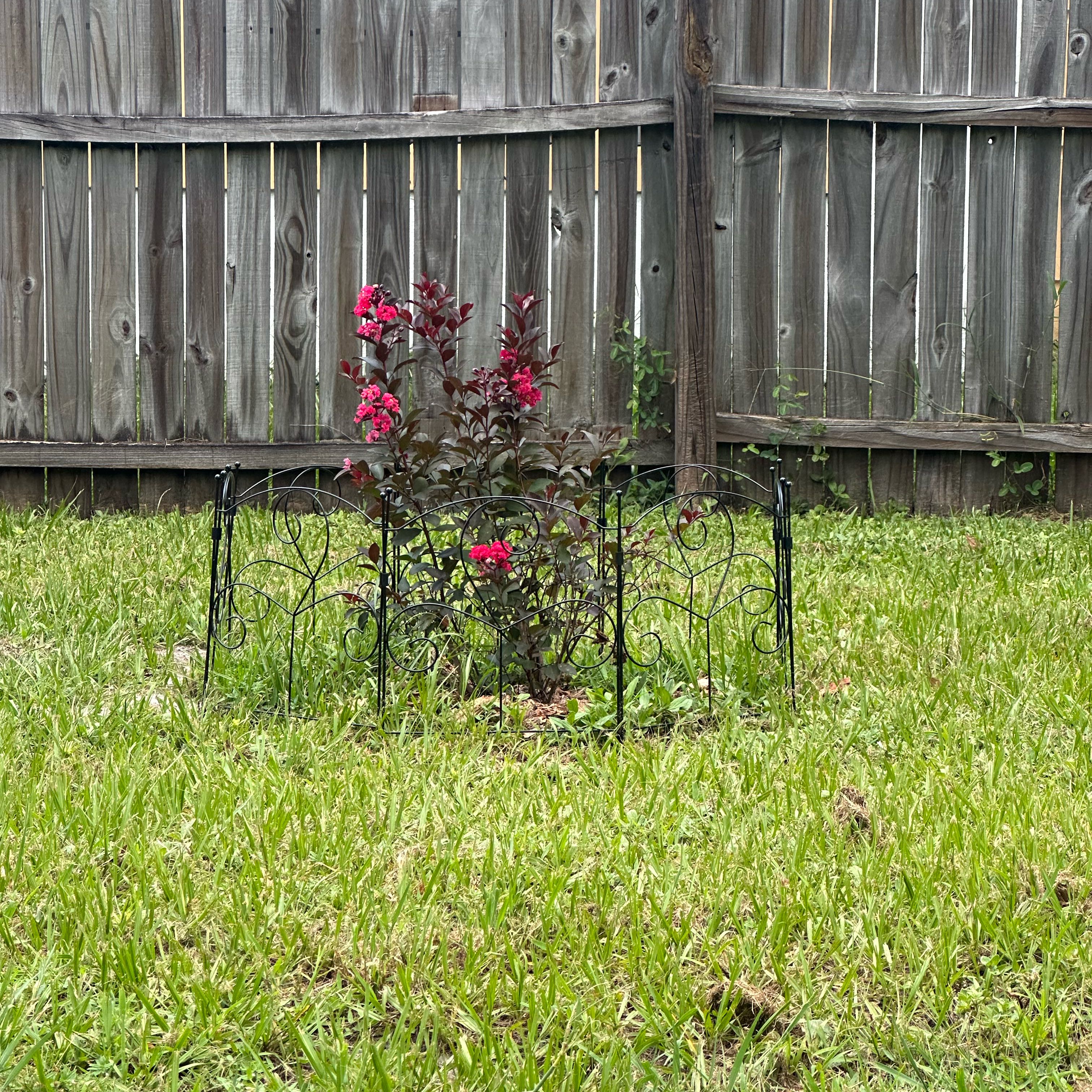 Photo of the plant species Tonto Crape Myrtle by @FirstParsley named Muhammad Ali on Greg, the plant care app