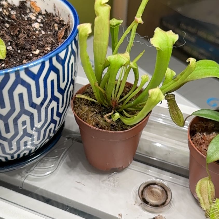 Yellow Pitcher Plant in a small pot with visible soil, well-framed and in focus.