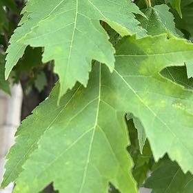Photo of the plant species Silver Maple by @IncredibleNeem named Austen on Greg, the plant care app