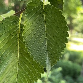 Photo of the plant species American Elm by @IncredibleNeem named Ulysses S Plant on Greg, the plant care app