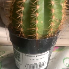 Photo of the plant species Soehrensia huascha subsp. huascha by @QuietChamise named Adolf Prickler on Greg, the plant care app