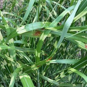 Photo of the plant species Johnsongrass by @CerebralChosmo named Achilles on Greg, the plant care app