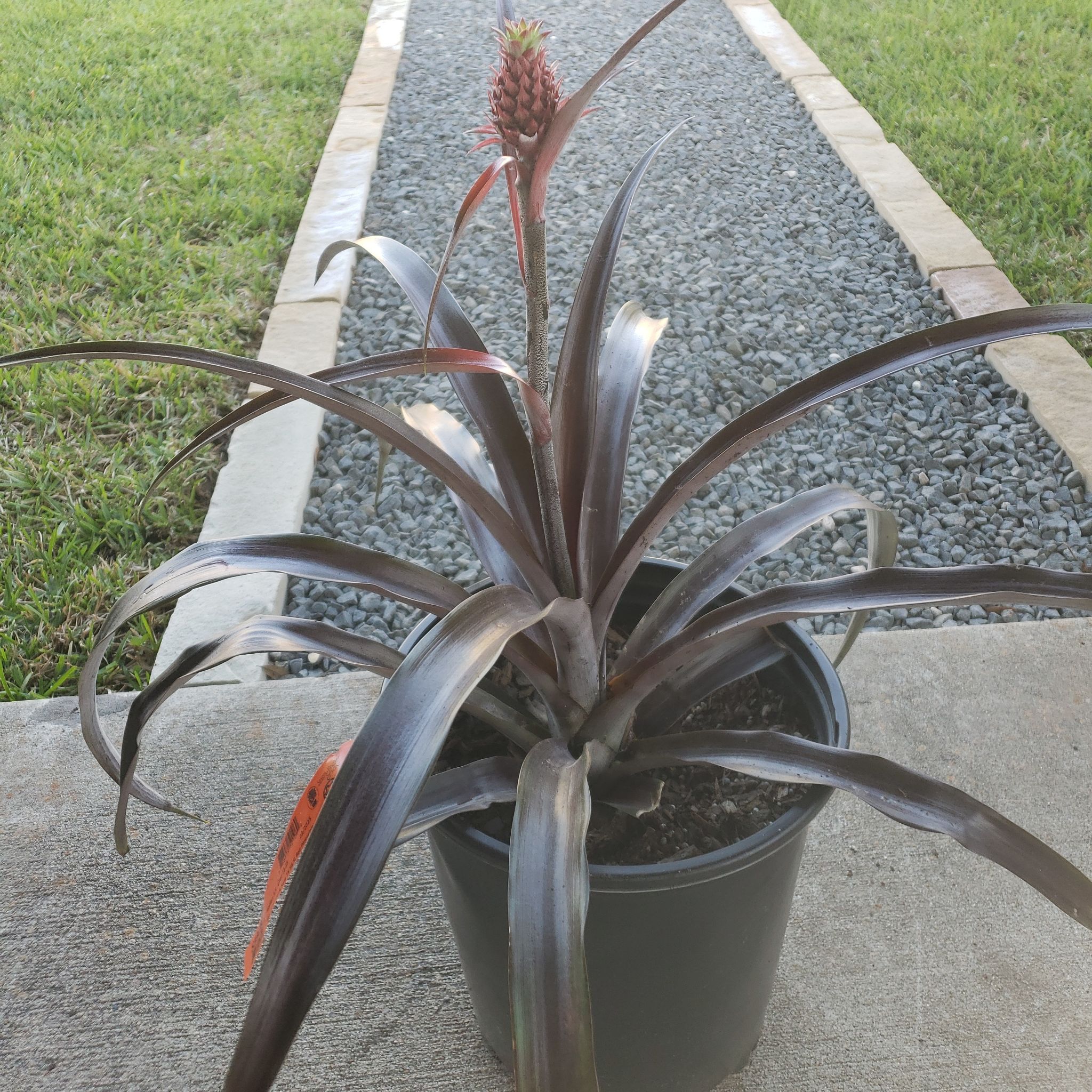 Photo of the plant species Red Pineapple by @LavishStingray named Luna on Greg, the plant care app