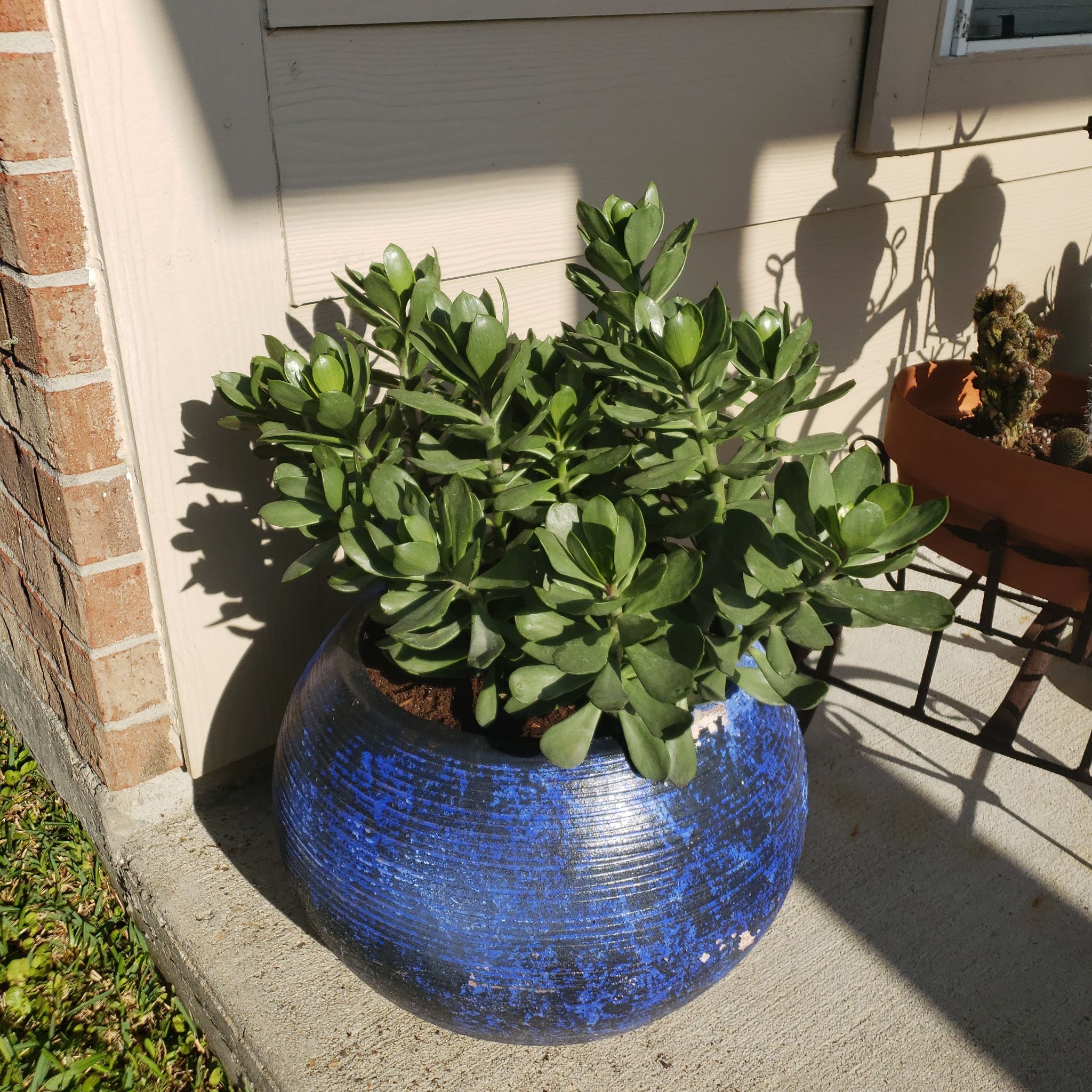 Photo of the plant species Mexican flamevine by @LavishStingray named Pancho on Greg, the plant care app