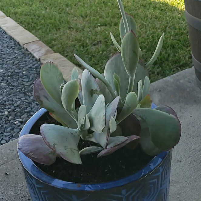 Photo of the plant species Cotyledon Passions Heart by @LavishStingray named Daphne on Greg, the plant care app