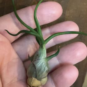 Photo of the plant species Guatemala Air Plant by @GenialCurrytree named Oscar on Greg, the plant care app