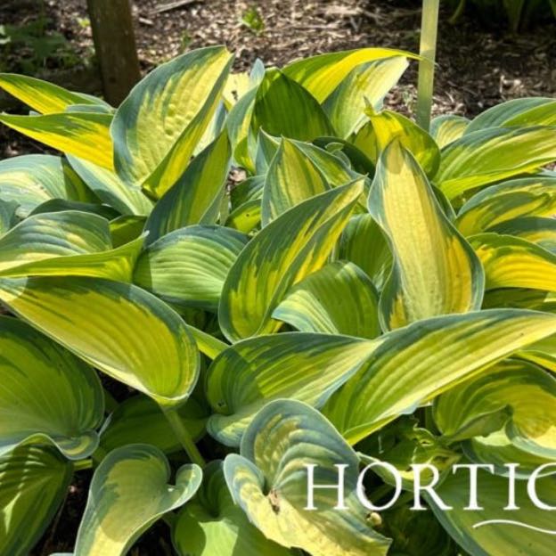 Photo of the plant species Plantain Lily by @ModelWhitesage named Kendall on Greg, the plant care app