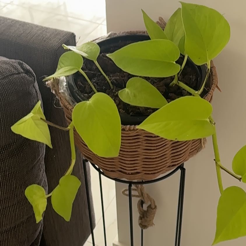 Photo of the plant species Epipremnum aureum 'Goldilocks' by @ClearDoubleclaw named Harry on Greg, the plant care app