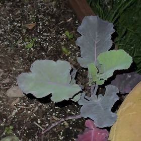 Photo of the plant species Tree Collard by @AmusingRhodora named Kendall on Greg, the plant care app