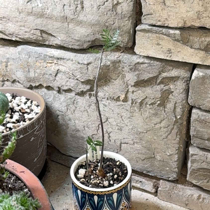 Photo of the plant species Elephant Tree by @ExcessiveMinded named Hamilton on Greg, the plant care app
