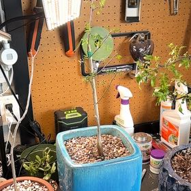 Photo of the plant species Elephant Tree by @ExcessiveMinded named Leonardo on Greg, the plant care app