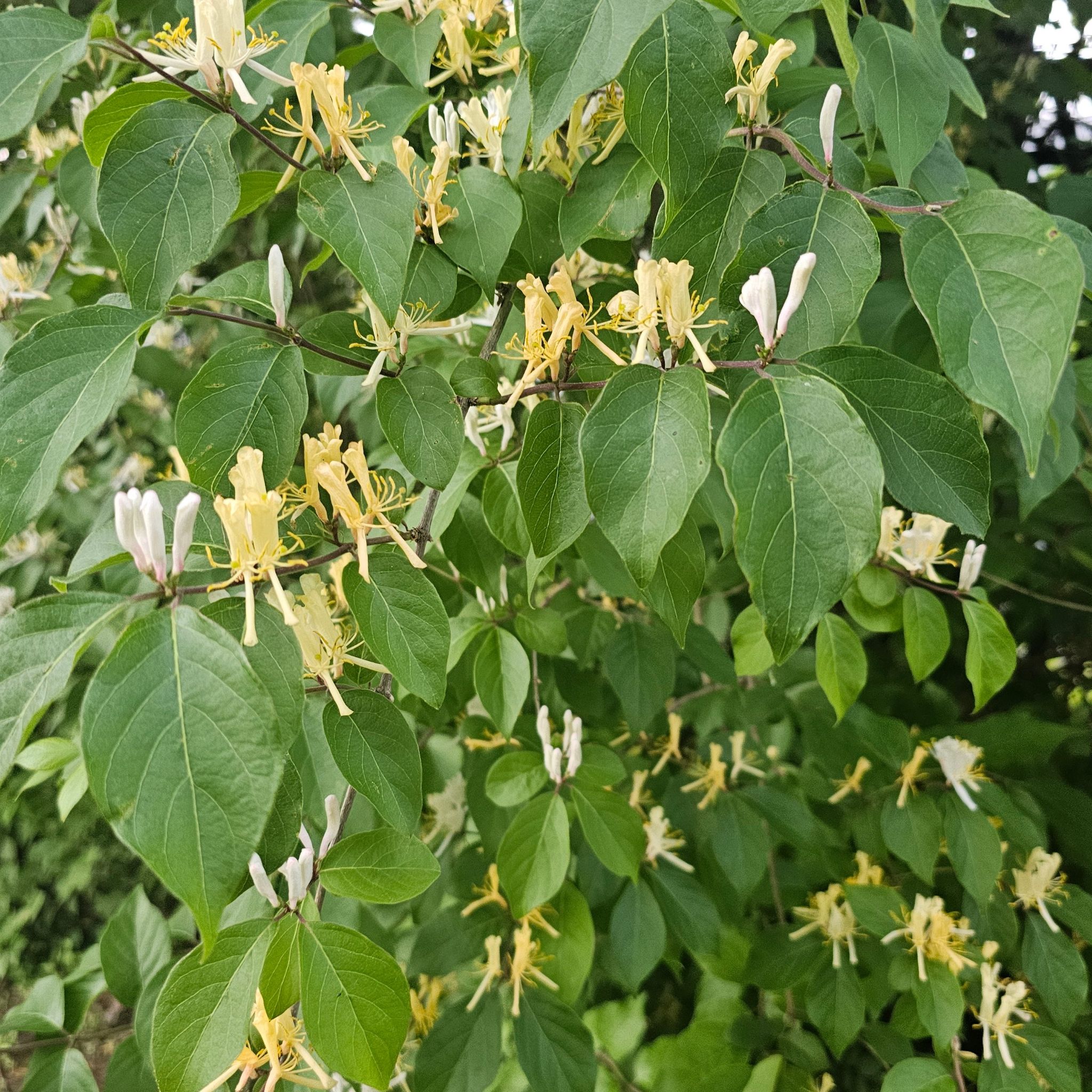 Amur Honeysuckle plant with green leaves and yellowish-white flowers.