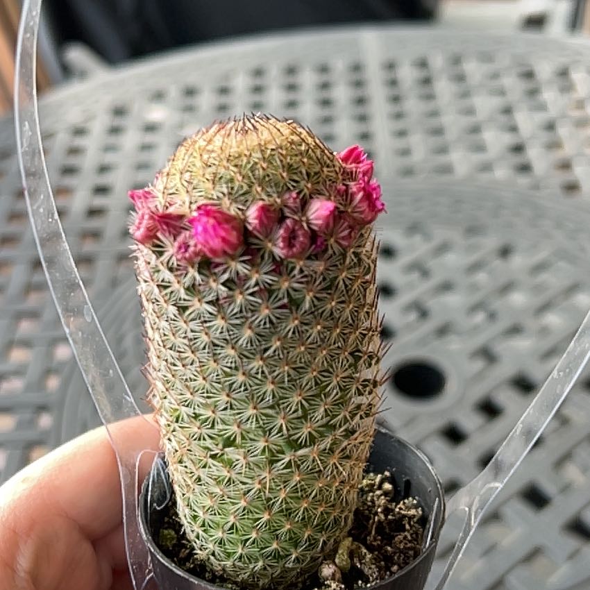 Thumb Cactus with pink flowers at the top, held by a hand.