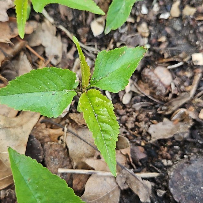Photo of the plant species American Ginseng by @HonestLeadplant named Sproutacus on Greg, the plant care app
