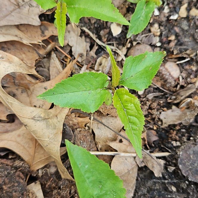 Photo of the plant species American Ginseng by @HonestLeadplant named Planty on Greg, the plant care app