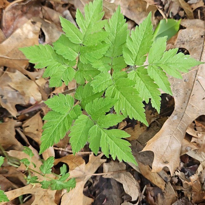 Photo of the plant species White Baneberry by @HonestLeadplant named Rihanna on Greg, the plant care app