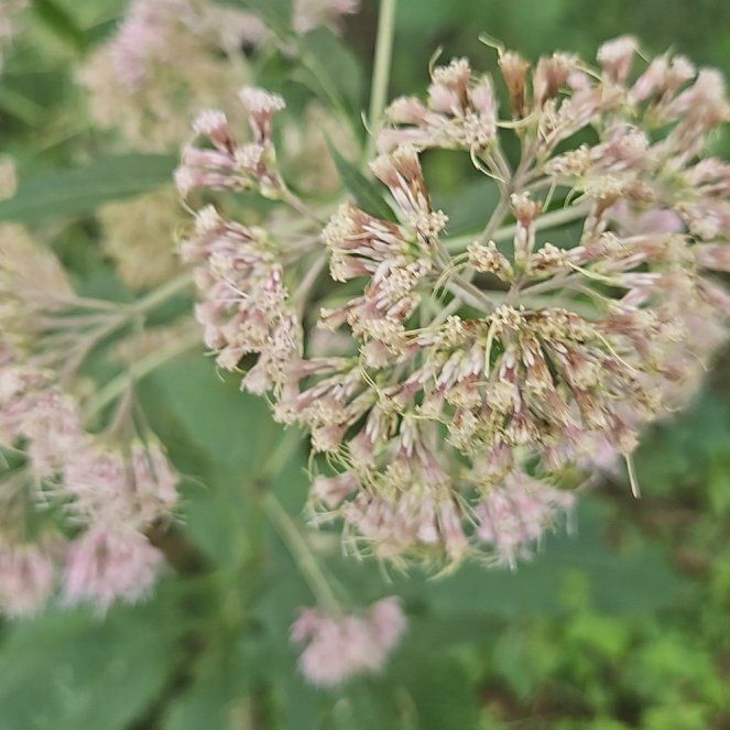 Photo of the plant species Hemp Agrimony by @HonestLeadplant named Stella on Greg, the plant care app