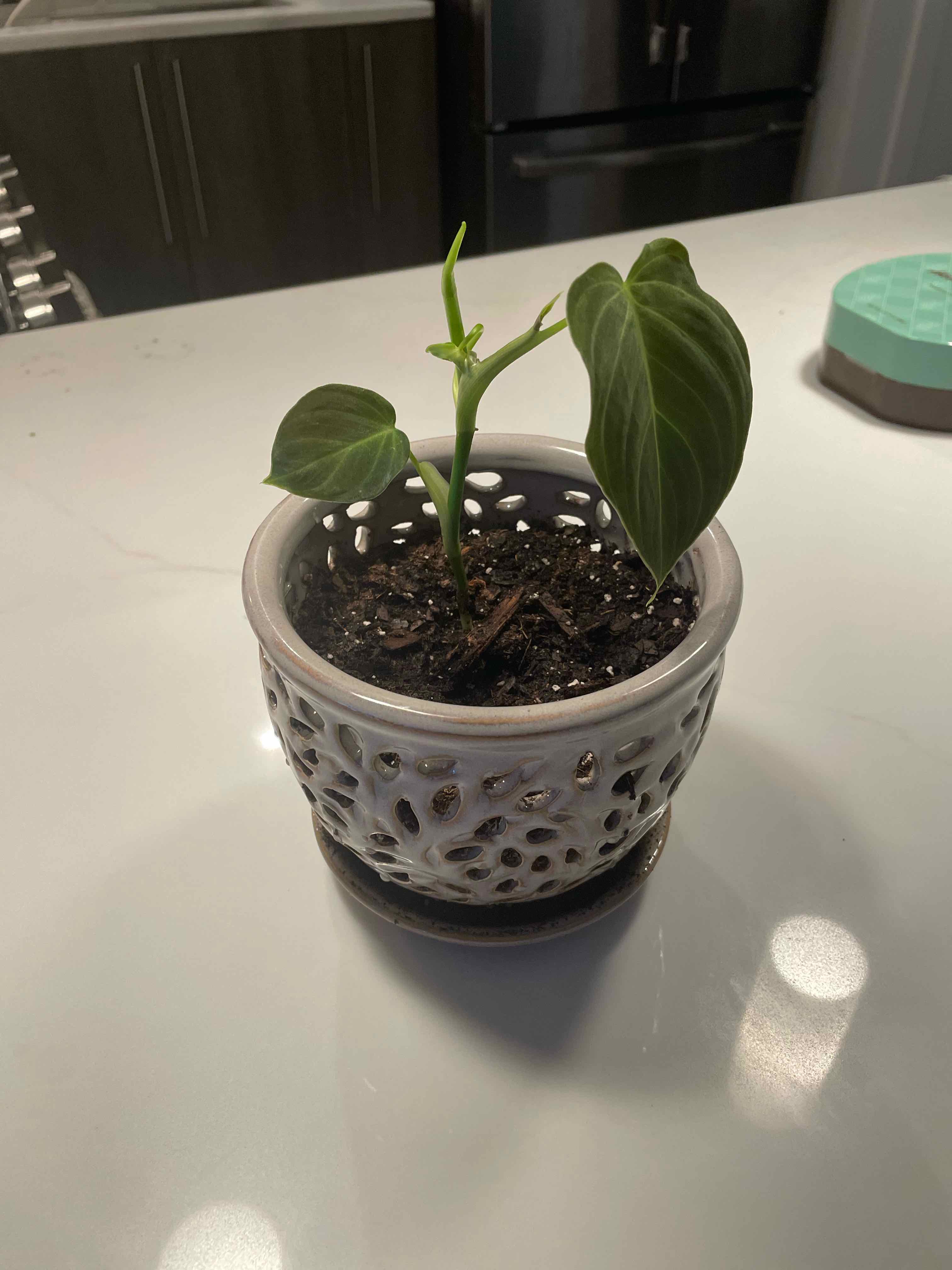 Velvet Cardboard Anthurium plant in a decorative pot on a white surface.