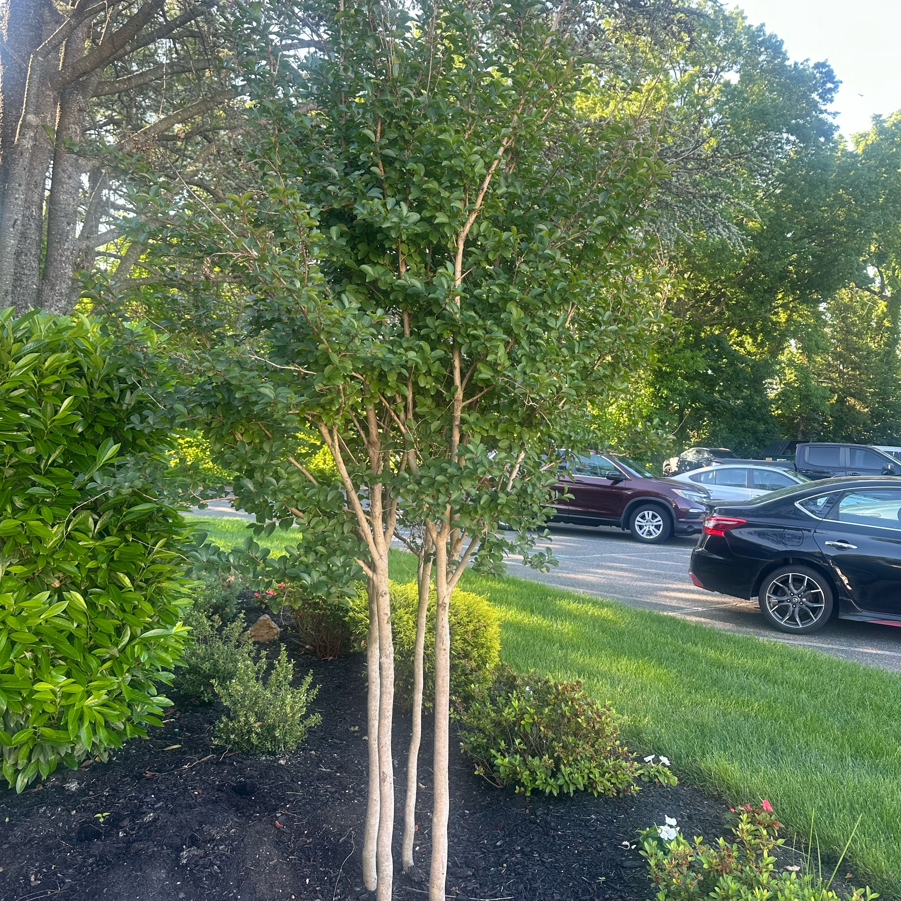Photo of the plant species Cape Myrtle by @HumaneTievine named Sage on Greg, the plant care app