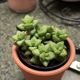 Photo of the plant species Crassula Rupestris by @UndoubtedRose named Morgan Treeman on Greg, the plant care app