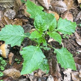Photo of the plant species Black Nightshade by @SavoryZucchini named Sherlock on Greg, the plant care app