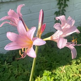 Photo of the plant species Resurrection Lily by @SavoryZucchini named Rosa on Greg, the plant care app