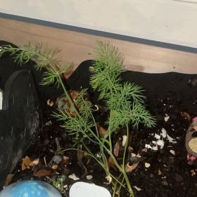 Photo of the plant species Dill by @SavoryZucchini named Orwell on Greg, the plant care app