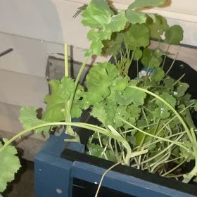 Photo of the plant species Kale by @SavoryZucchini named Clooney on Greg, the plant care app
