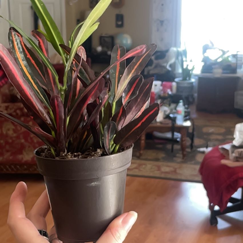 Photo of the plant species Red Banana Croton by @SavoryZucchini named Messi on Greg, the plant care app