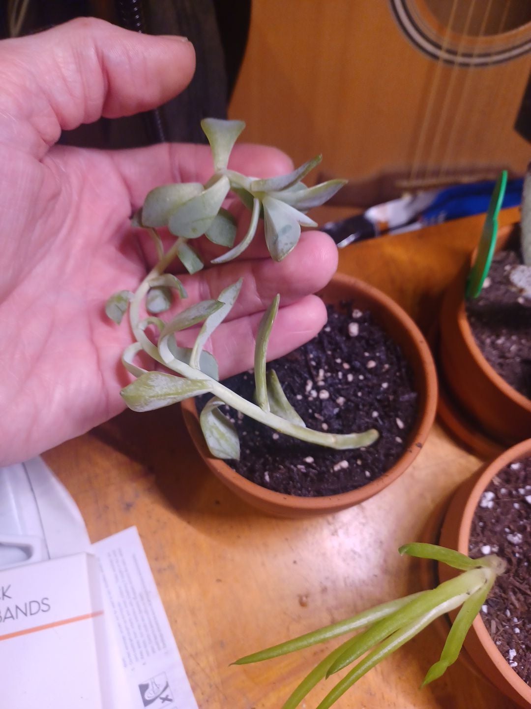 💧 Why Are My Variegated Ghost Plant Leaves Mushy?