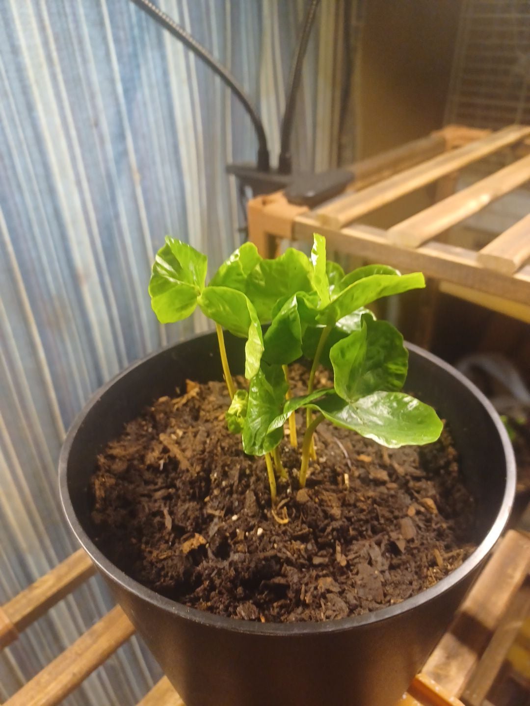 🐼 Why Are My Kalanchoe tomentosa 'Cinnamon' Leaves Droopy?