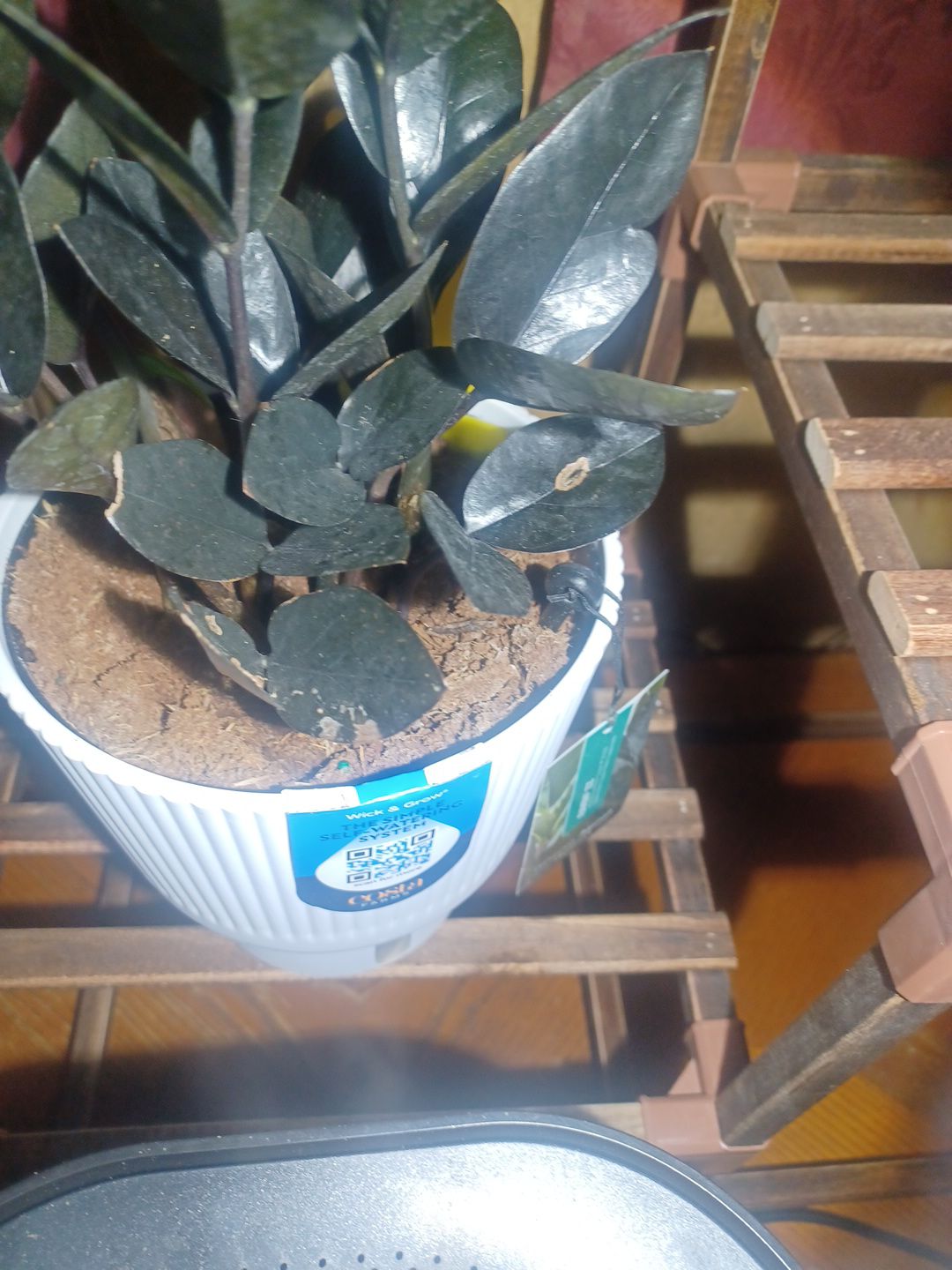 Why Are There Black Spots On My Raven Zz Plant Leaves?
