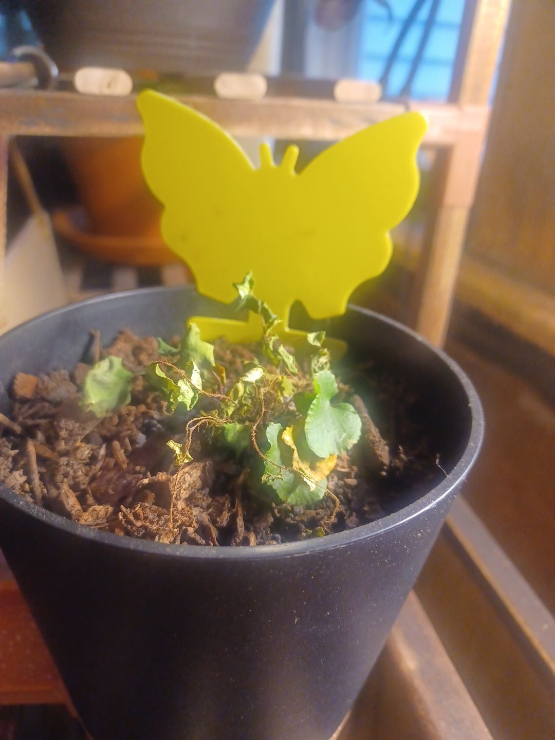 Keep Your Blue Spur Or Toilet Paper Plant Alive Light, Water & Care