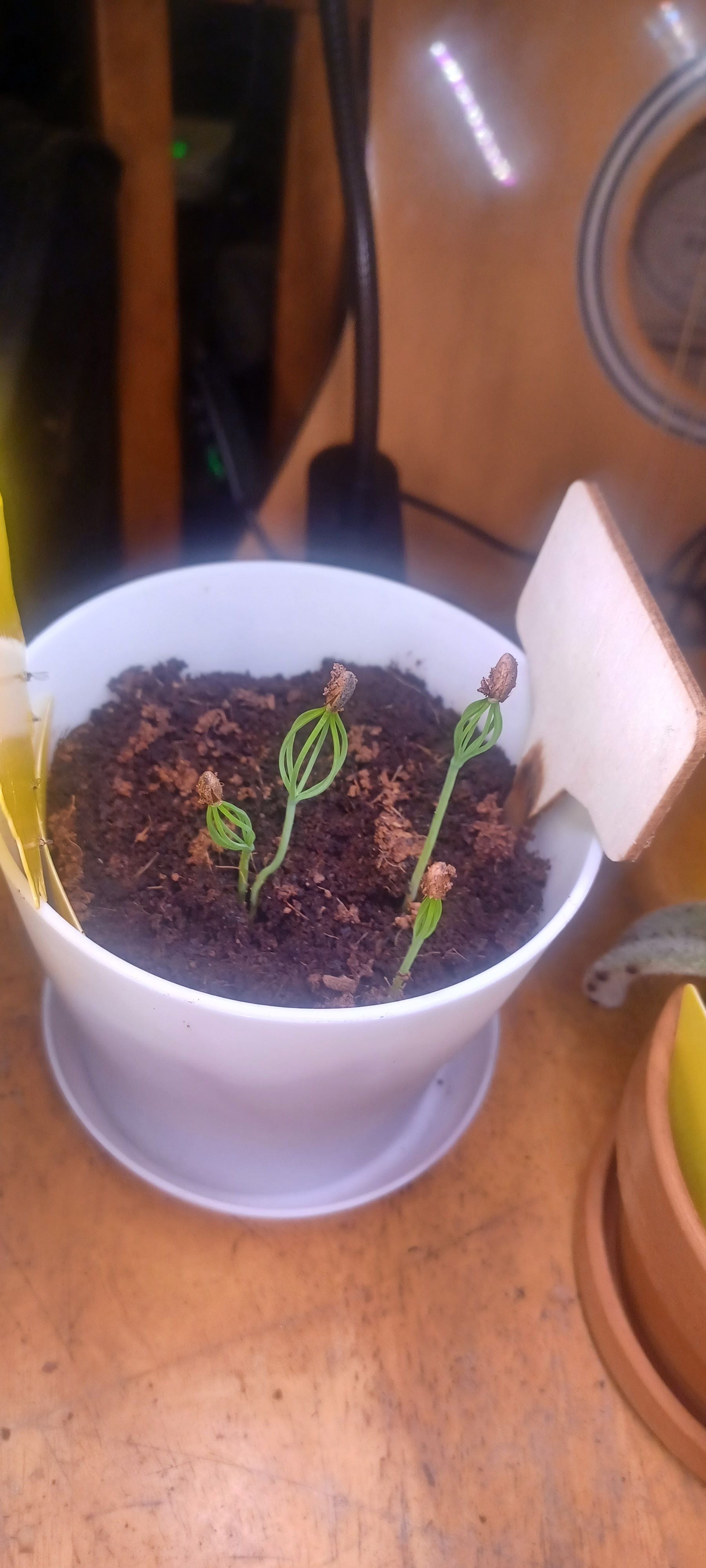 🕰 How Long Your Siberian Dwarf Pine Will Live