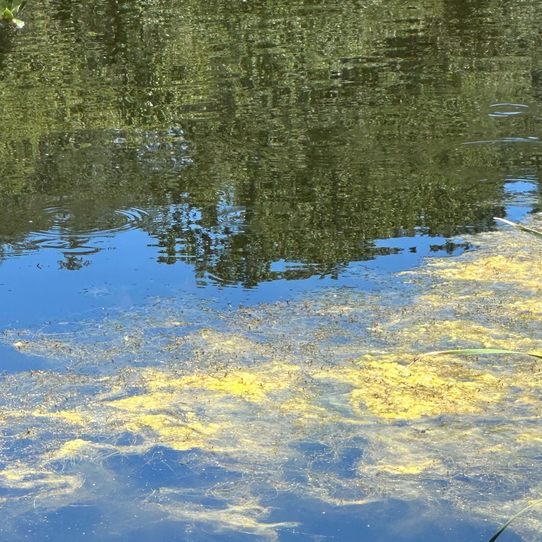 Photo of the plant species American Pondweed by @BabyHoyaburma named Elina on Greg, the plant care app