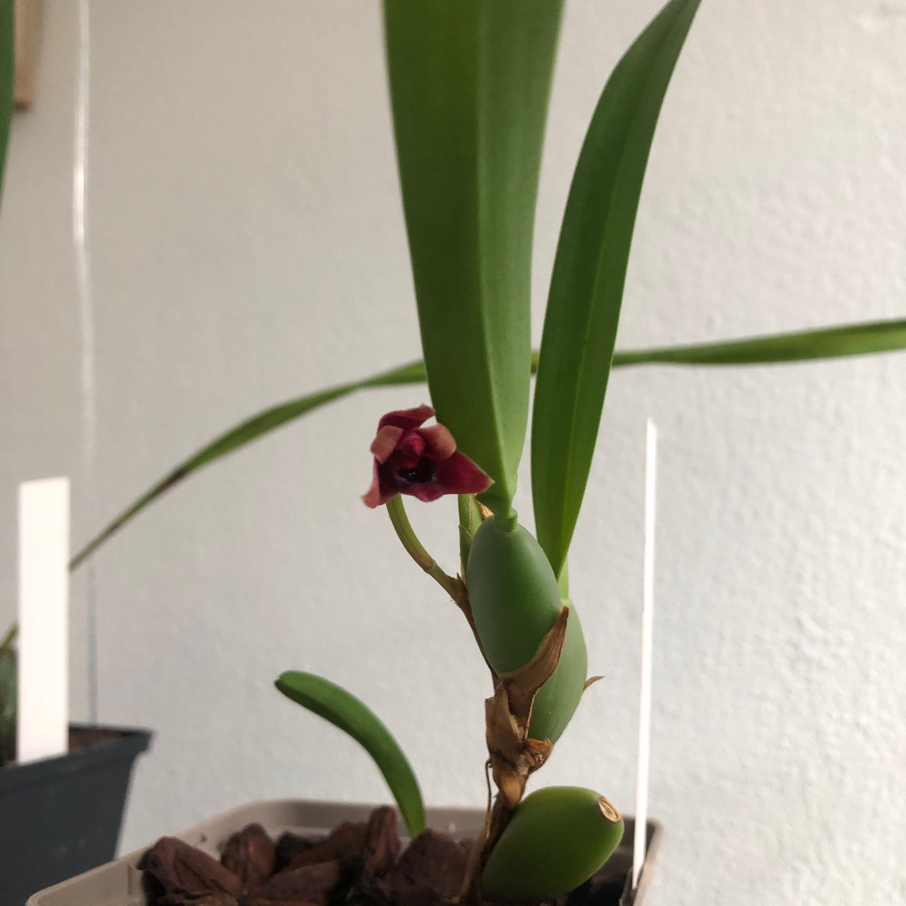 Photo of the plant species Variable Maxillaria by @WarmJonquil named Maxillaria variabilis on Greg, the plant care app