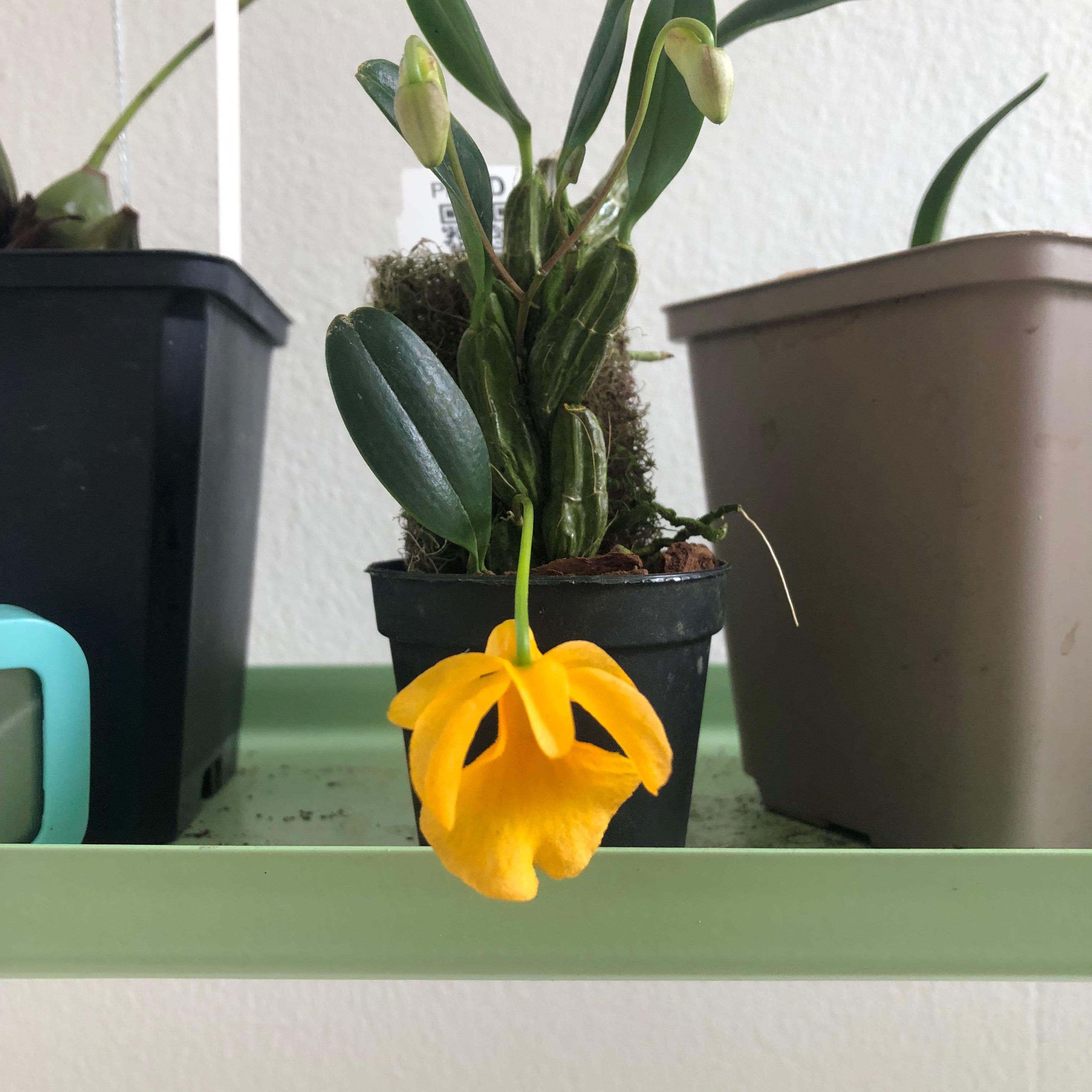 Photo of the plant species dendrobium by @WarmJonquil named Dendrobium jenkinsii on Greg, the plant care app
