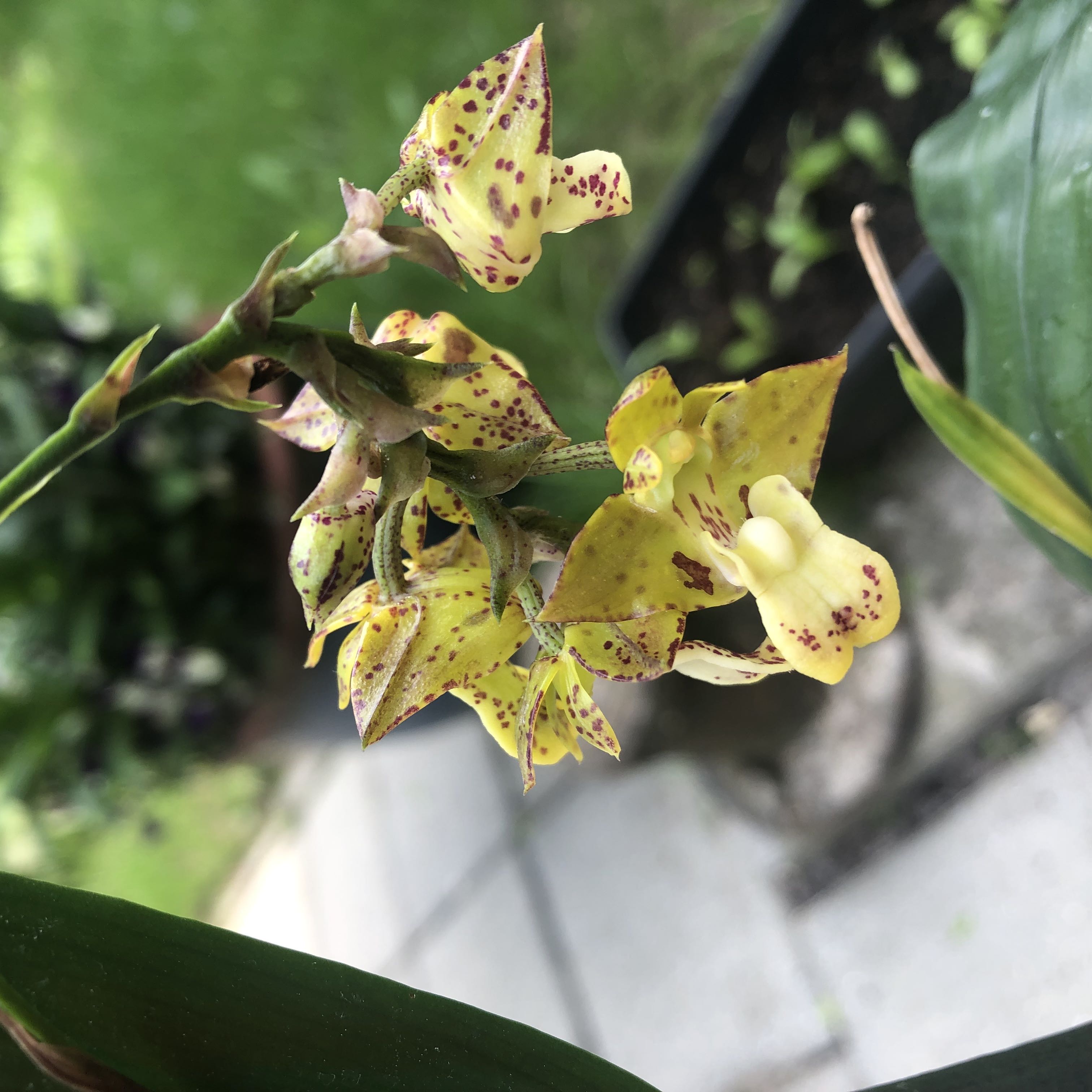 Photo of the plant species Polystachia Maculata by @WarmJonquil named Oscar on Greg, the plant care app