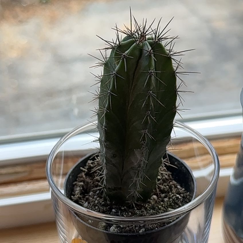 A healthy Polaskia chichipe cactus in a clear container with visible soil.