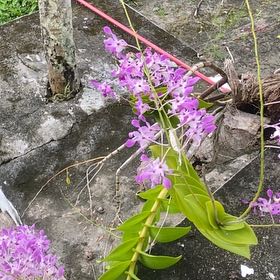 Photo of the plant species Blue-Hyacinth by @AgileChainfern named Achilles on Greg, the plant care app