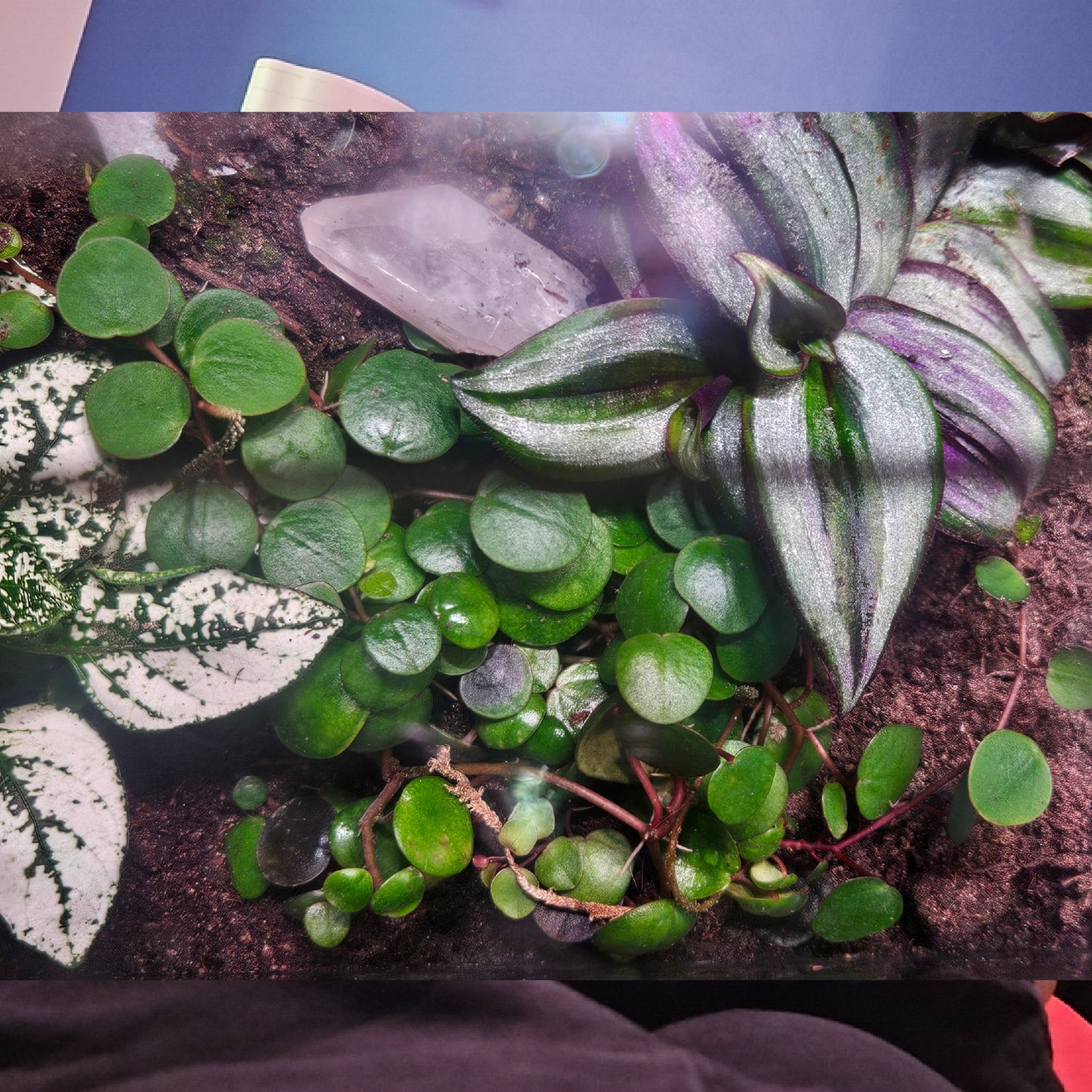 Image of Peperomia 'Pepperspot' and other plants with healthy green leaves.