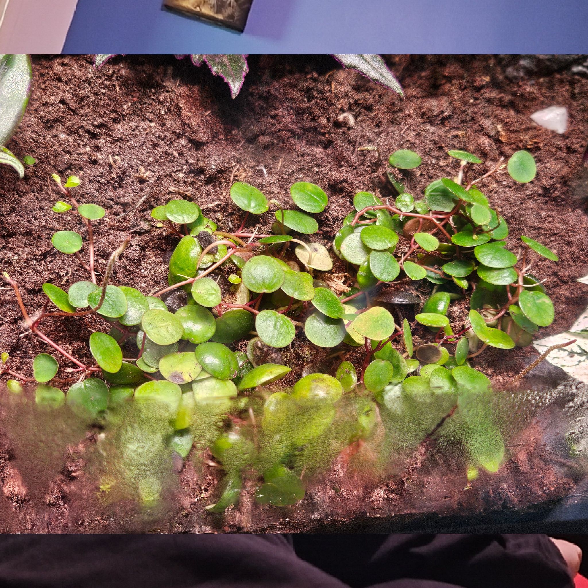 Peperomia 'Pepperspot' plant with small, round green leaves and visible soil.
