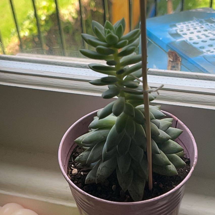Potted Sedeveria 'Harry Butterfield' on a windowsill, healthy and well-framed.