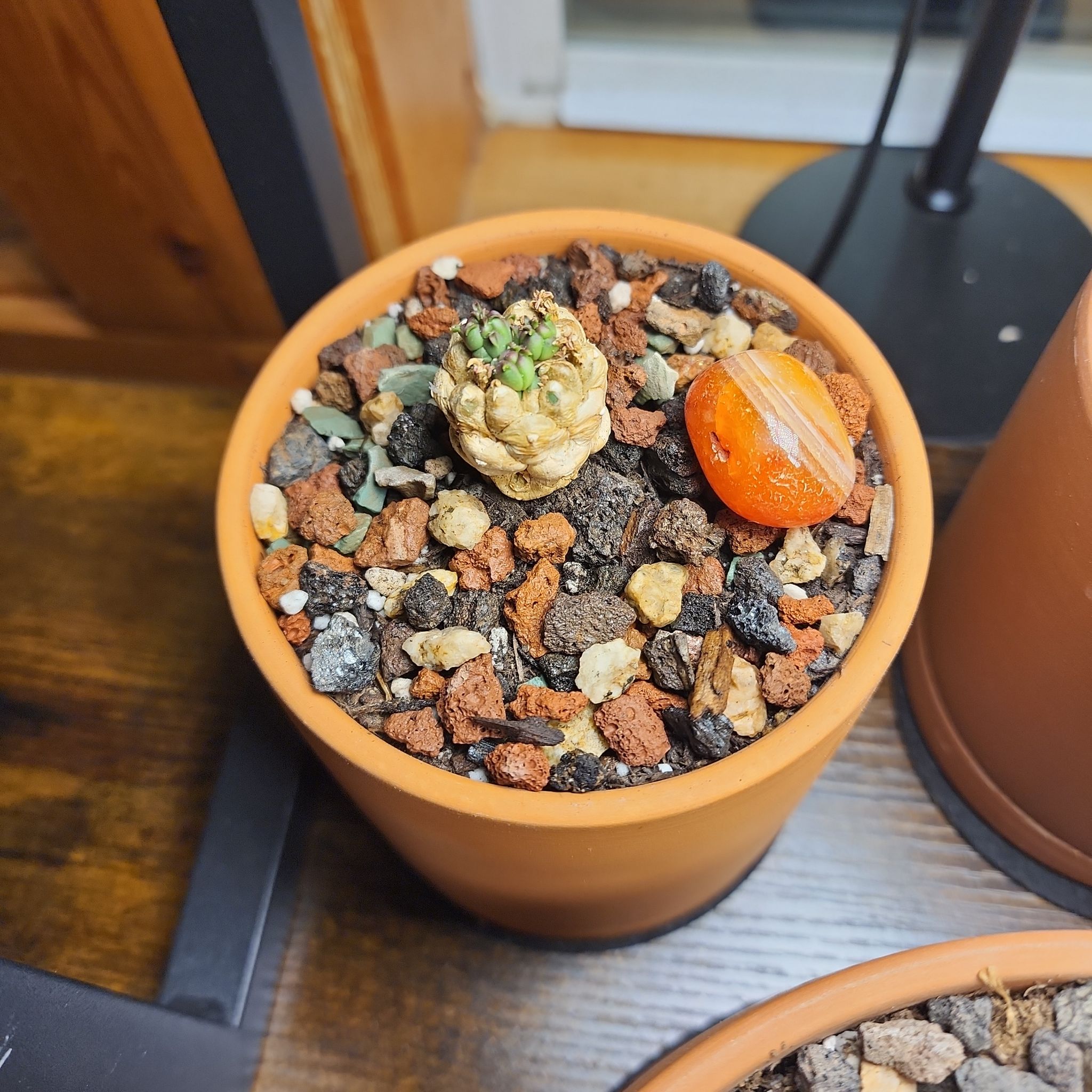 Photo of the plant species medusa cactus by @PokemonPlants named Ferrothorn on Greg, the plant care app