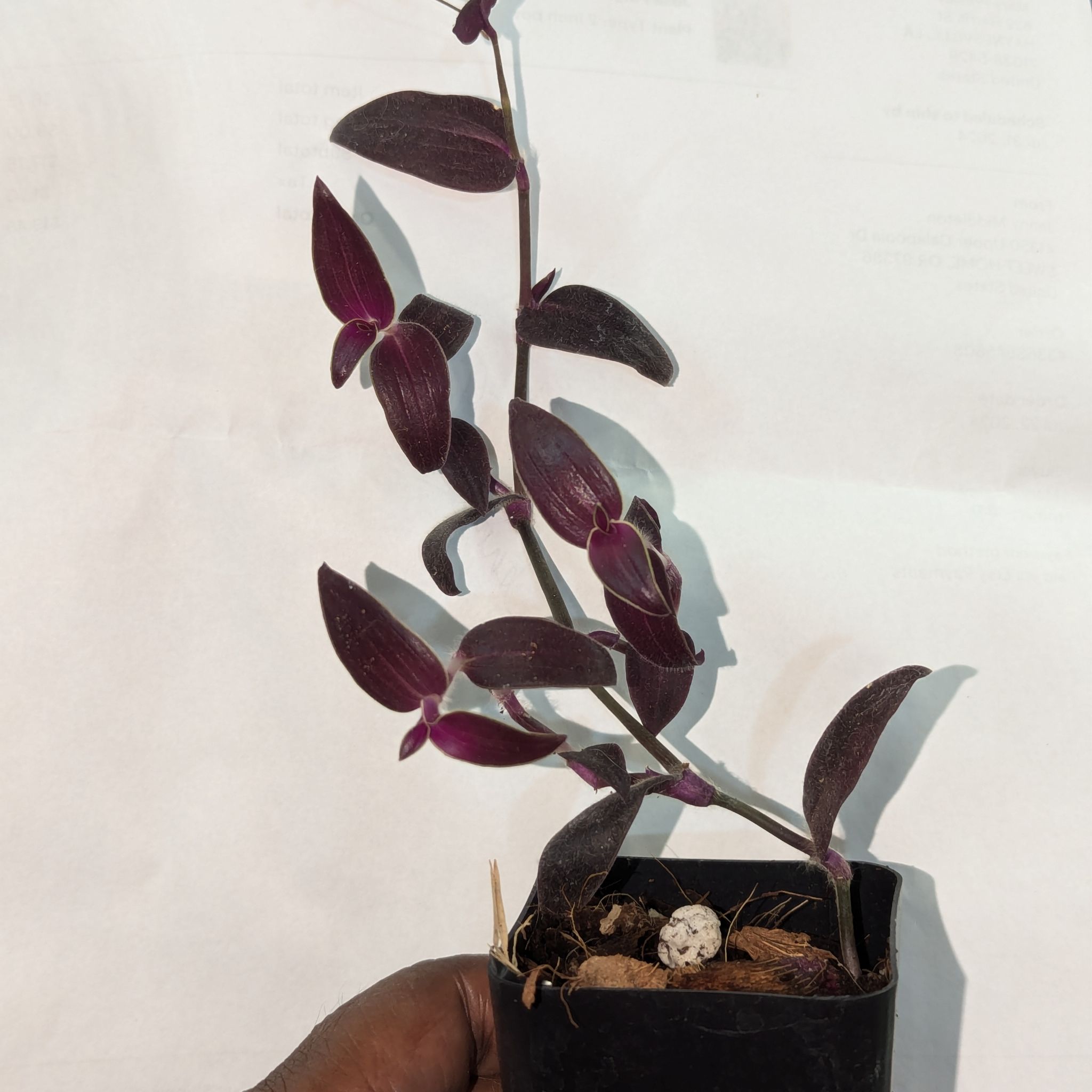 Photo of the plant species Tradescantia 'Jose Puig' by @RationalDaisy named Plato on Greg, the plant care app