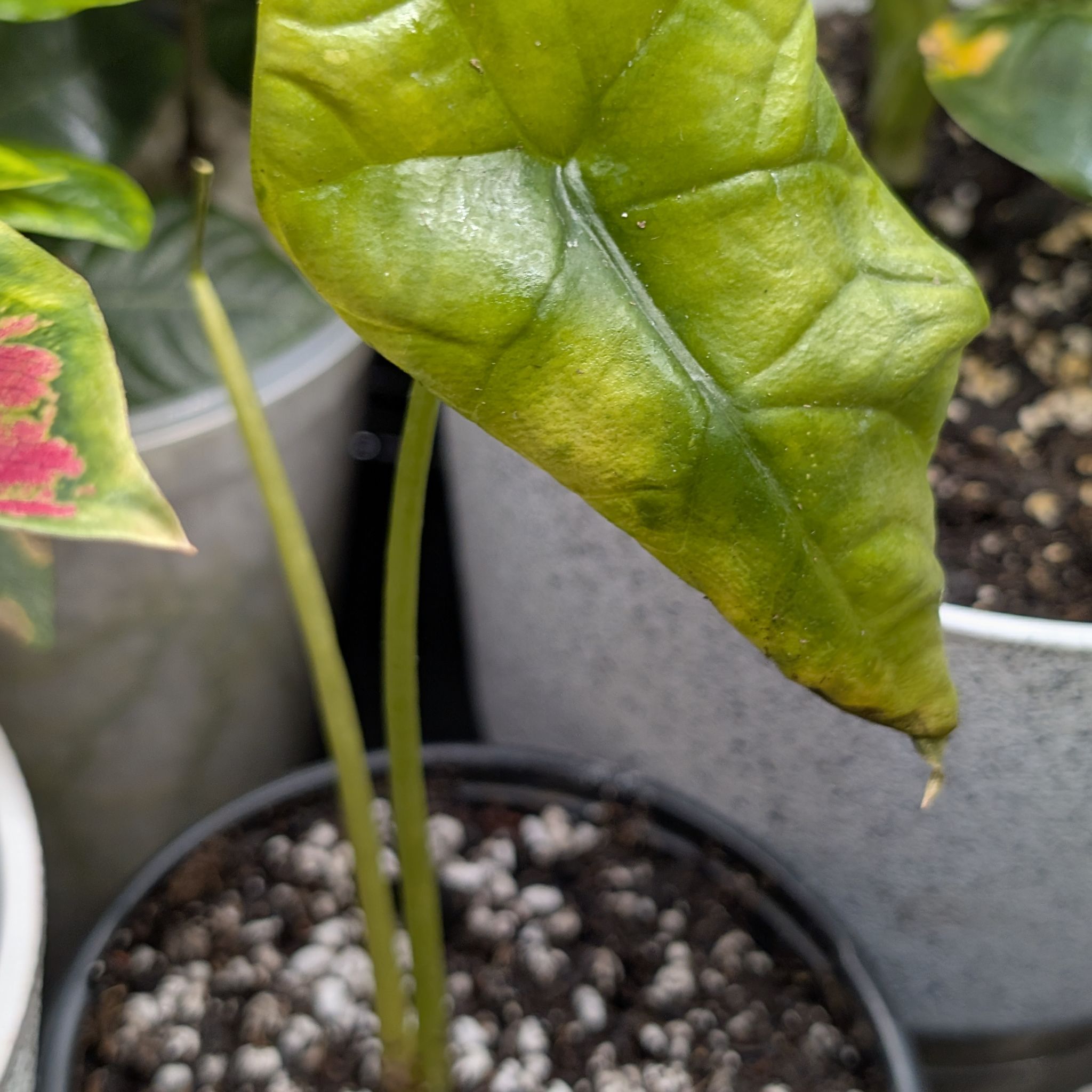 Photo of the plant species Alocasia Mirror Face by @RationalDaisy named Bodhi on Greg, the plant care app