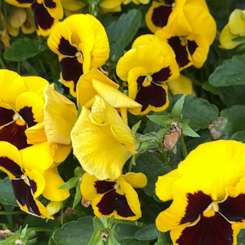Photo of the plant species California Golden Violet by @InformedBegonia named Bruce Lee on Greg, the plant care app