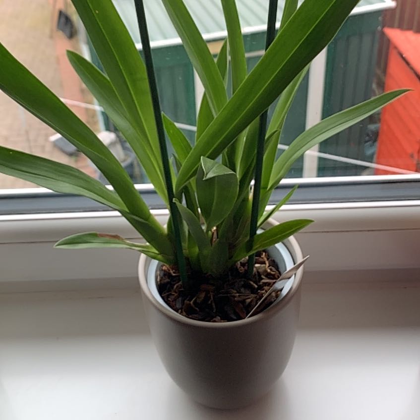 Photo of the plant species Burrageara 'Nelly Isler' by @NoblyDaboecia named Kendall on Greg, the plant care app